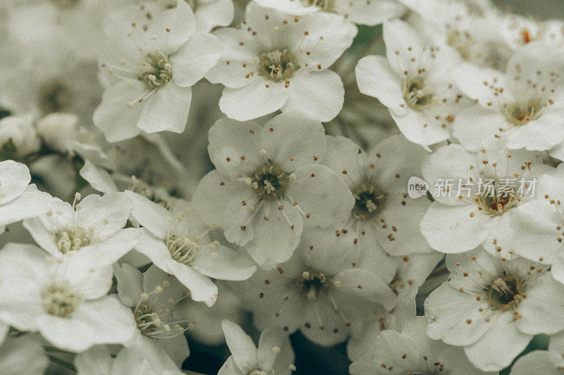 箭花(Achillea millefolium)在春夏时节盛开